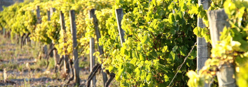 Location de bus pour la route des vins autour de Bordeaux Location de bus pour la route des vins autour de Bordeaux