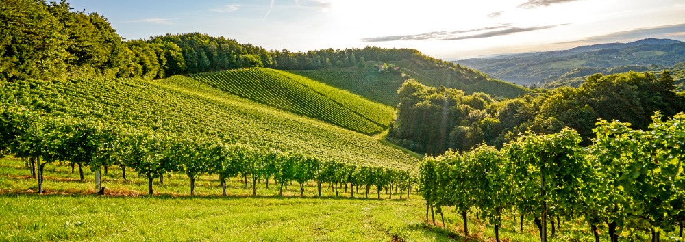 vignoble Vignoble